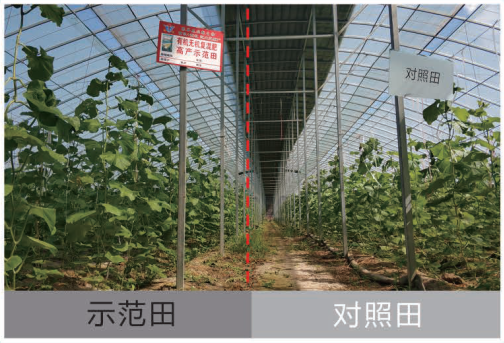 高產(chǎn)示范田