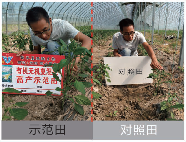 高產(chǎn)示范田