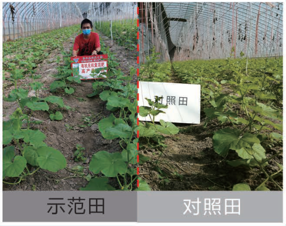 高產(chǎn)示范田